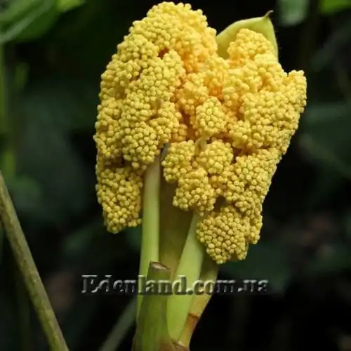 Зображення Мусанга цекропієвидна - Musanga cecropioides