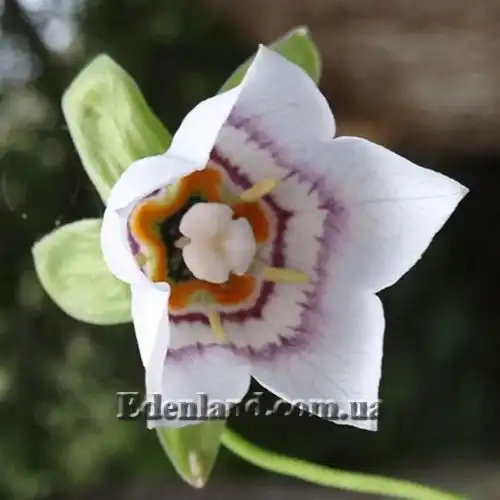 Изображение Кодонопсис клематисовидный - Codonopsis clematidea