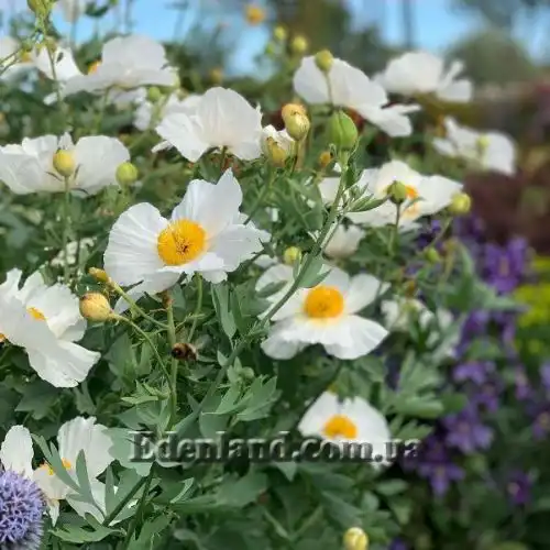 Изображение Ромнея Культера - Romneya coulteri