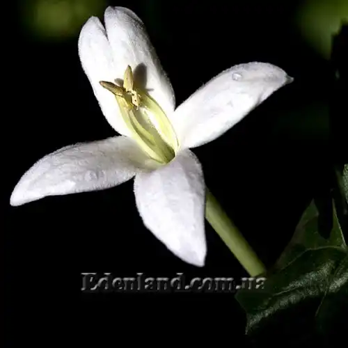 Изображение Миллингтония садовая - Millingtonia hortensis 