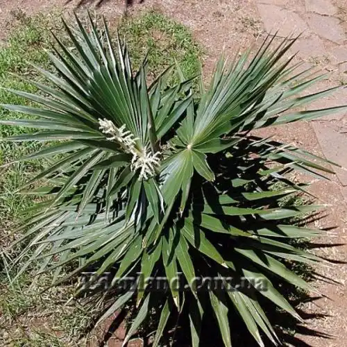 Изображение Коккотринакс борхидиана - Coccothrinax borhidiana