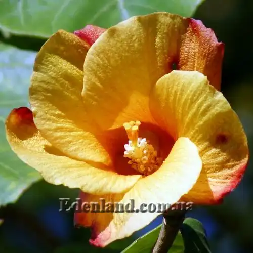 Зображення зміна кольору