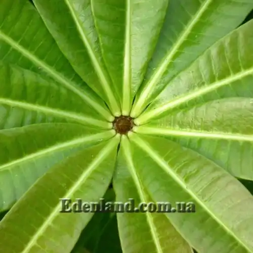 Изображение Альстония школьная - Alstonia scholaris