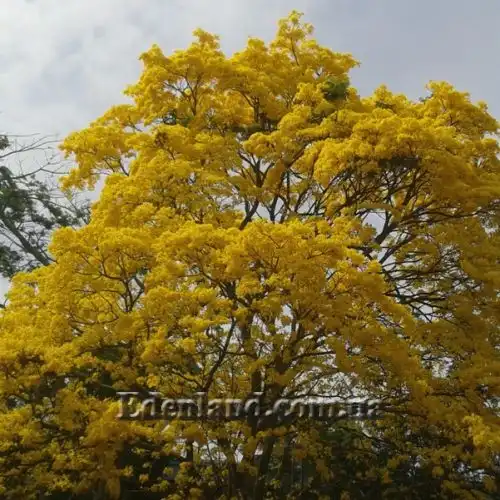 Изображение Розеодендрон Донель-Смита - Roseodendron donnell-smithii