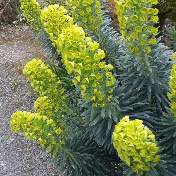 Зображення Молочай (Єуфорбія) середземноморський - Euphorbia Characias