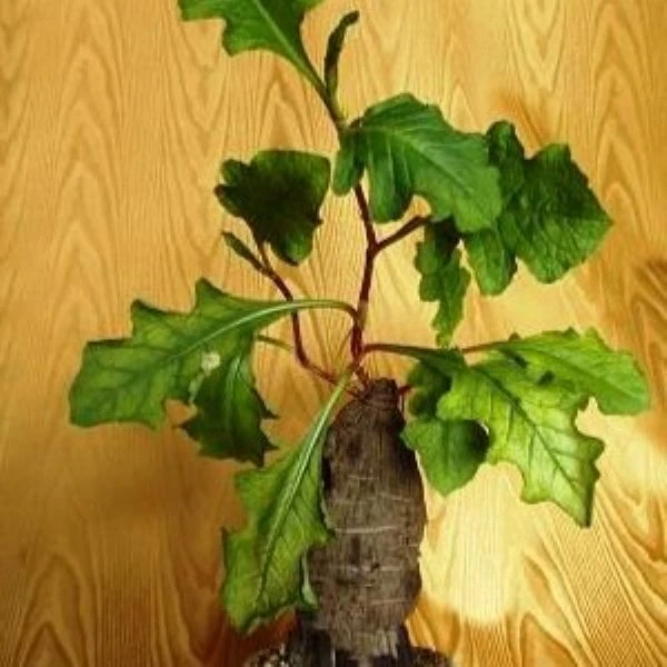 Изображение Оксигонум Штульмана  - Oxygonum stuhlmannii