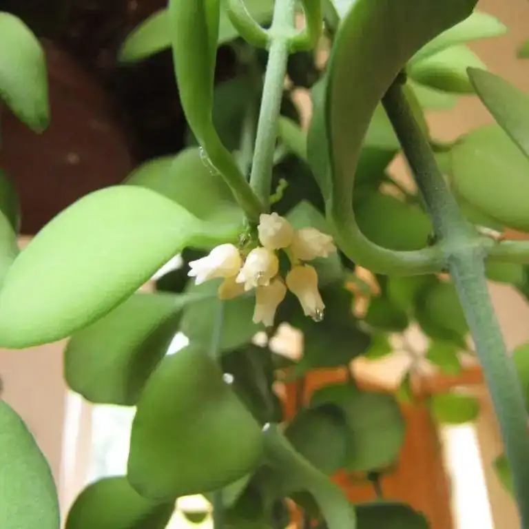 Зображення квітуча рослина