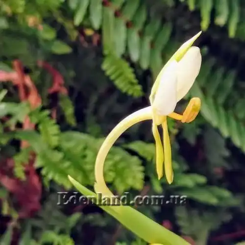 Изображение Гедихиум Хорсфильда - Hedychium horsfieldii