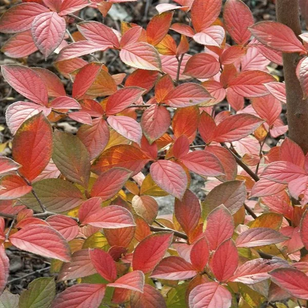 Стюартія псевдокамелія - Stewartia pseudocamellia — осіннє листя