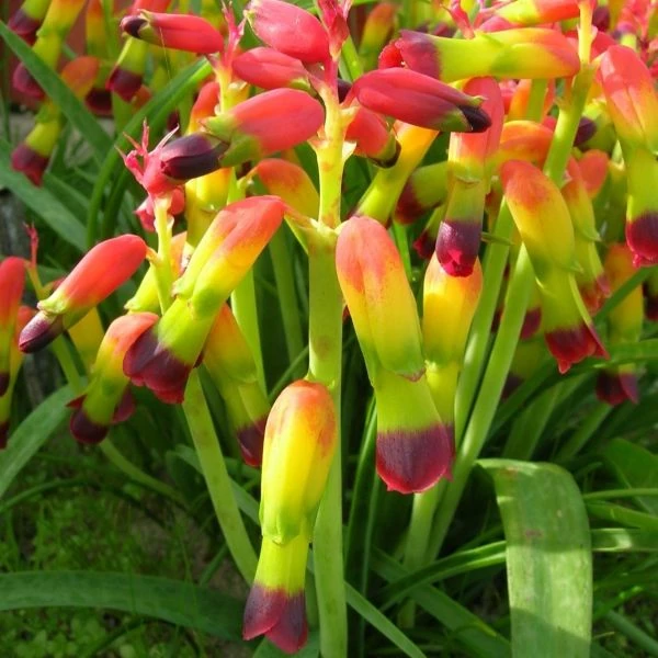 Изображение Лахеналия четырехцветная  - Lachenalia quadricolor
