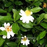 Зображення Ксилотека Крауса - Xylotheca kraussiana