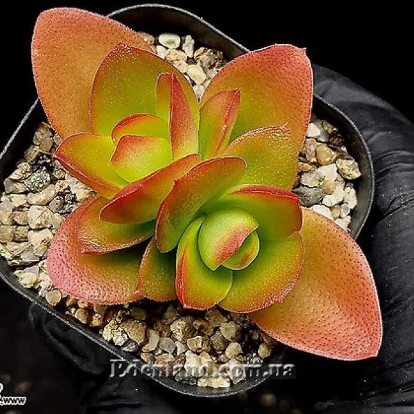Изображение Крассула головчатая (костер) - Crassula capitella subsp. campfire