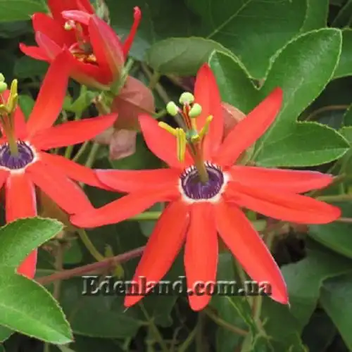 Зображення Пасифлора рукавчаста - Passiflora manicata