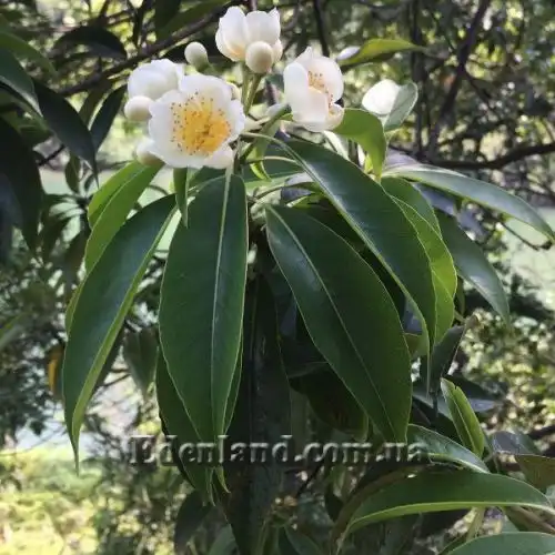 Изображение Схима роскошная - Schima superba