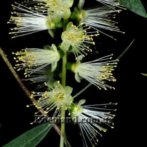 Изображение Мелалеука Лофанта - Melaleuca lophantha