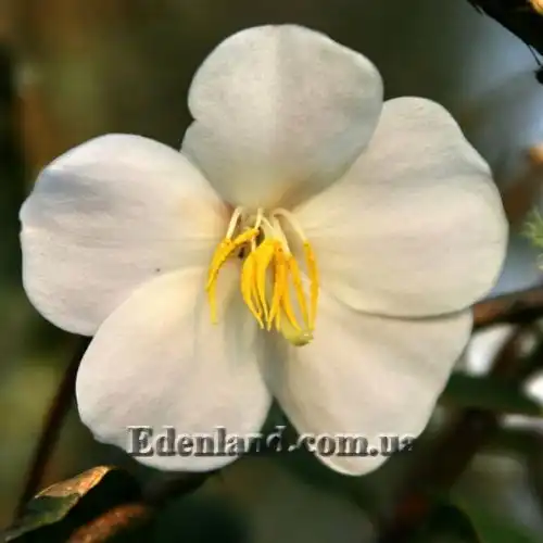 Изображение Тибухина чешуйчатая (белая) - Tibouchina lepidota (alba)