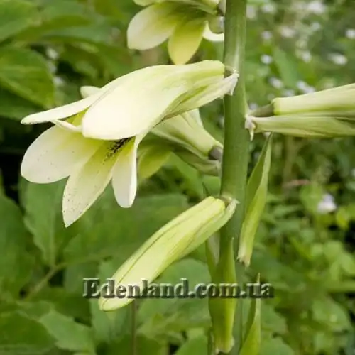 Изображение Кардиокринум сердцевидный - Cardiocrinum cordatum