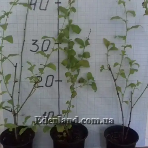 Изображение саженцы в продаже