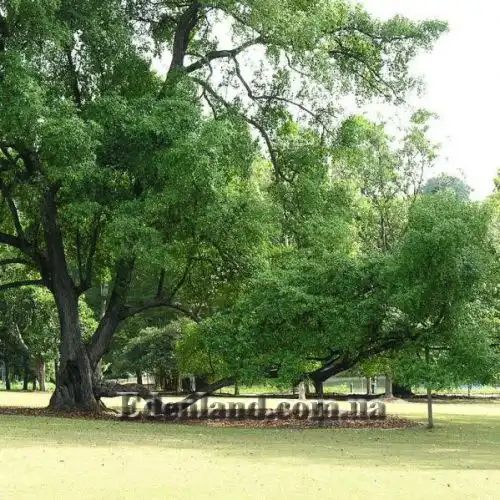 Изображение Фагрея душистая - Fagraea fragrans