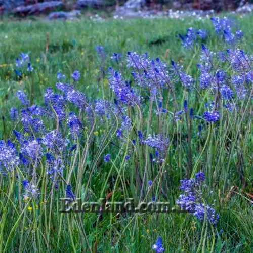 Зображення Мервілла свинцева - Merwilla plumbea