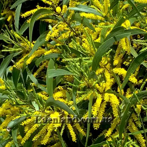 Зображення Акація вушкоподібна - Acacia auriculiformis