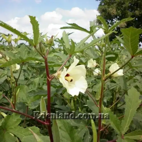 Изображение Абельмошус съедобный -  Abelmoschus esculentus 