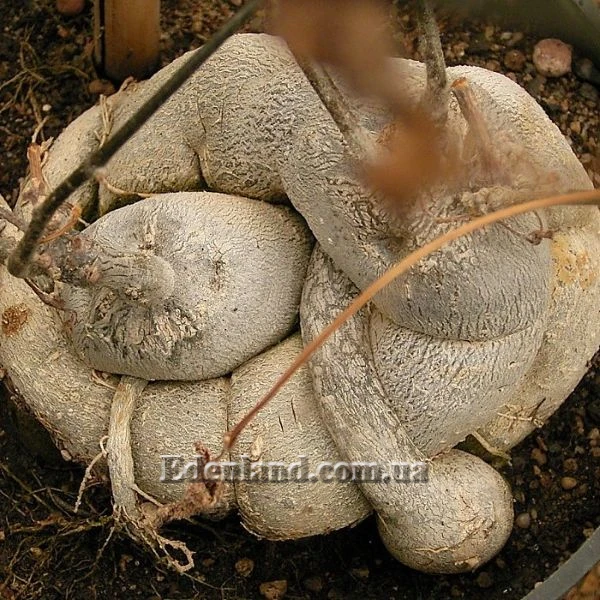 Изображение Каудекс Kedrostis nana