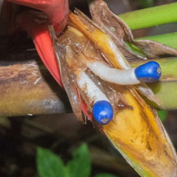 Зображення Геліконія біхай 'Lobster Claw Two' - Heliconia bihai 'Lobster Claw Two' 