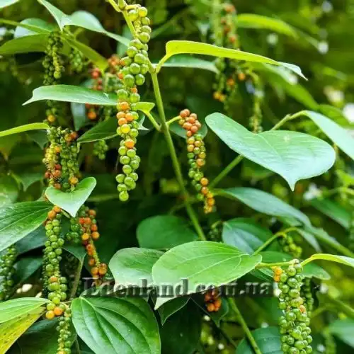 Зображення Перець чорний - Piper nigrum 