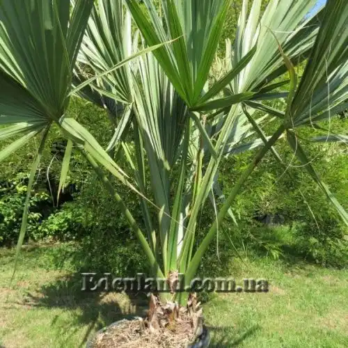 Зображення Сабаль малий - Sabal minor