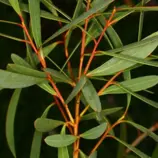 Зображення Евкаліпт Мурея 'Nana' - Eucalyptus moorei 'Nana'