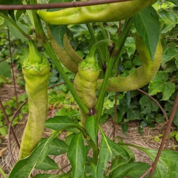 Зображення Перець Режа Македонський - Rezha Macedonian 