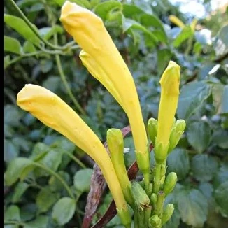 Изображение Текомария капская  - Tecomaria capensis