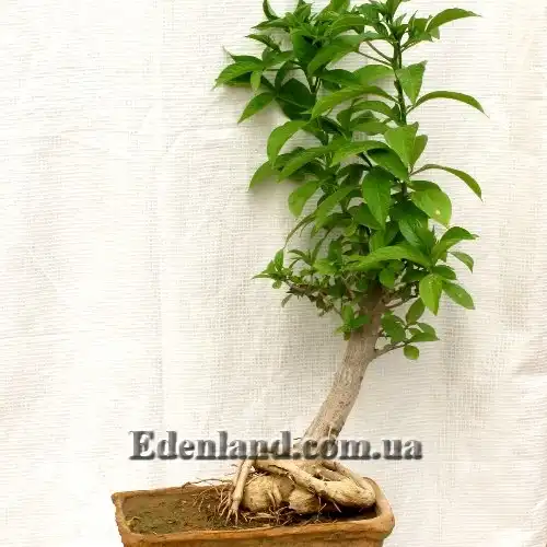 Изображение бонсай