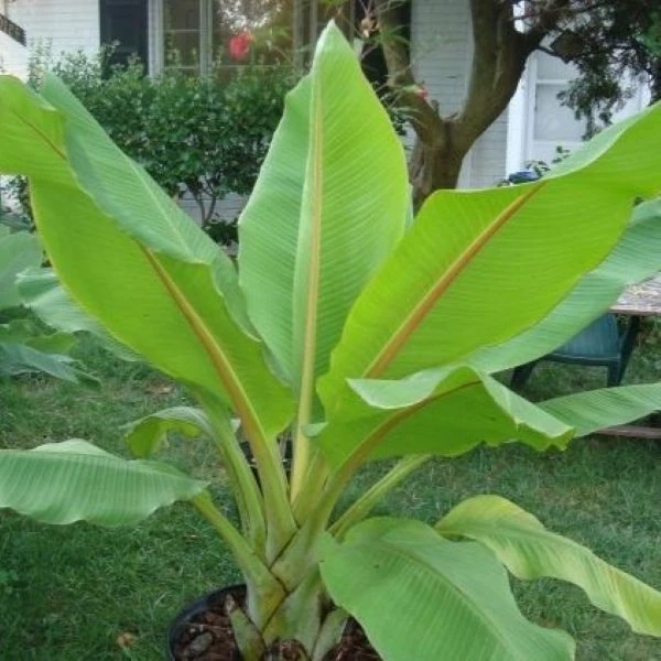 Зображення Енсета Леконгкієта - Ensete lecongkietii