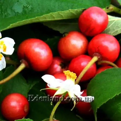 Изображение Мунтингия калабура - Muntingia calabura