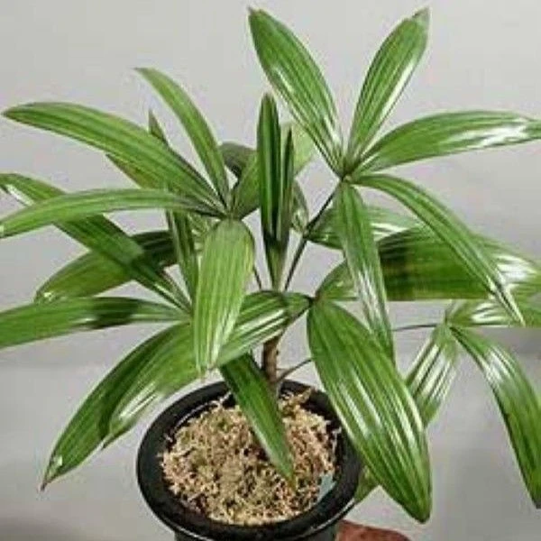 Зображення Рапис тонкий  - Rhapis subtilis 