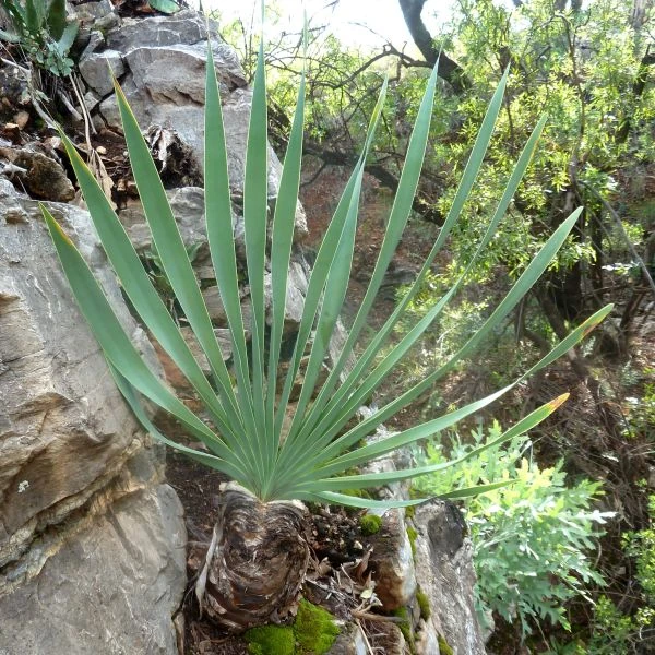 Изображение Боофона двухрядная  - Boophone disticha