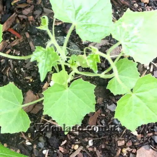 Зображення молода рослина