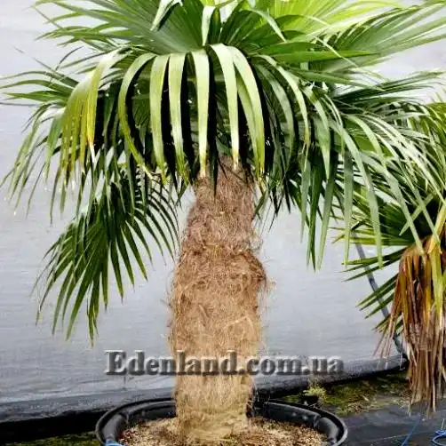 Изображение Коккотринакс волосатый подвид волосатый - Coccothrinax crinita subsp. crinita