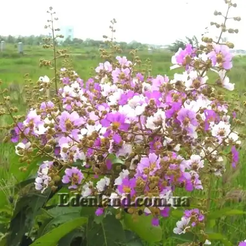 Изображение соцветия