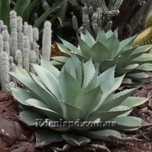 Изображение Агава яйцелистная (Гигант) - Agave ovatifolia (Giant)