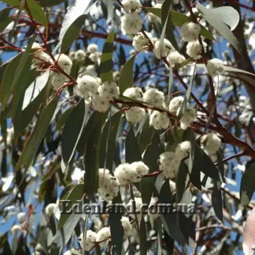 Зображення Евкаліпт малоквітковий - Eucalyptus pauciflora subsp. niphophila
