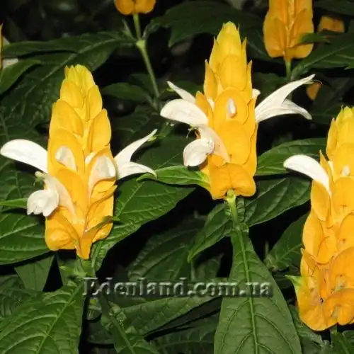 Изображение Пахистахис желтый - Pachystachys lutea
