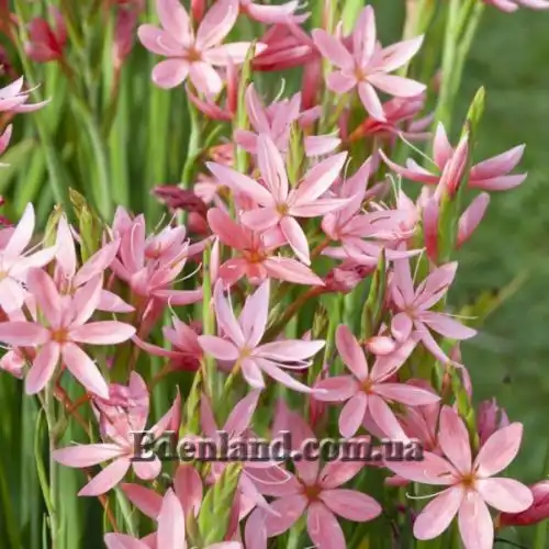 Изображение Схизостилис шарлаховый - Schizostylis coccinea
