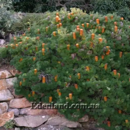 Изображение Банксия колючая - Banksia spinulosa