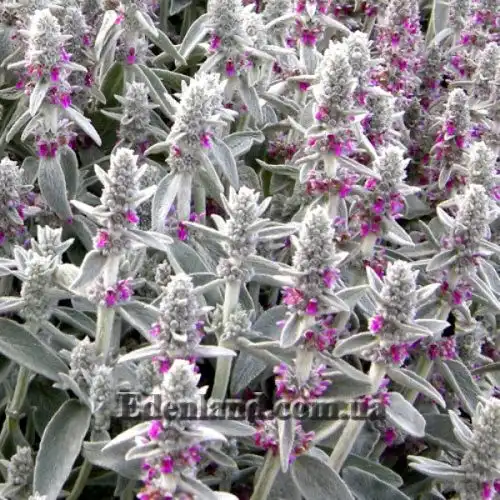 Стахис византийский - Stachys byzantina