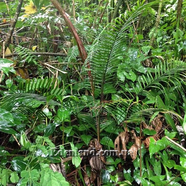 Зображення Геонома Муреана  - Geonoma mooreana