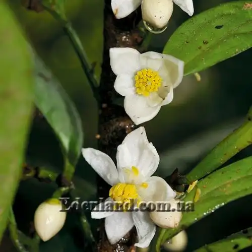 Изображение Анаксогорея лусонская - Anaxagorea luzonensis