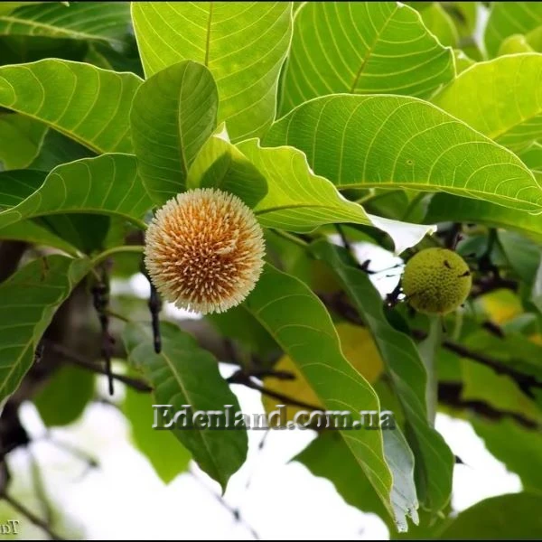 Изображение Науклея широколистная  - Nauclea latifolia